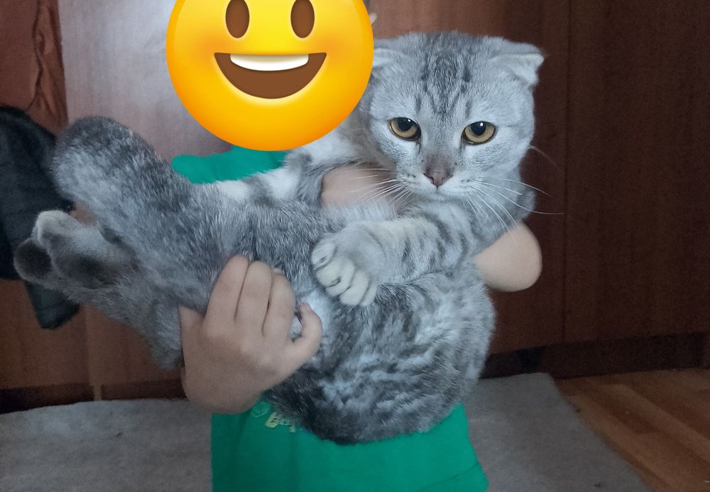 Отдам кота в добрые руки