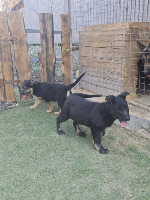 Щенки восточно-европейской овчарки