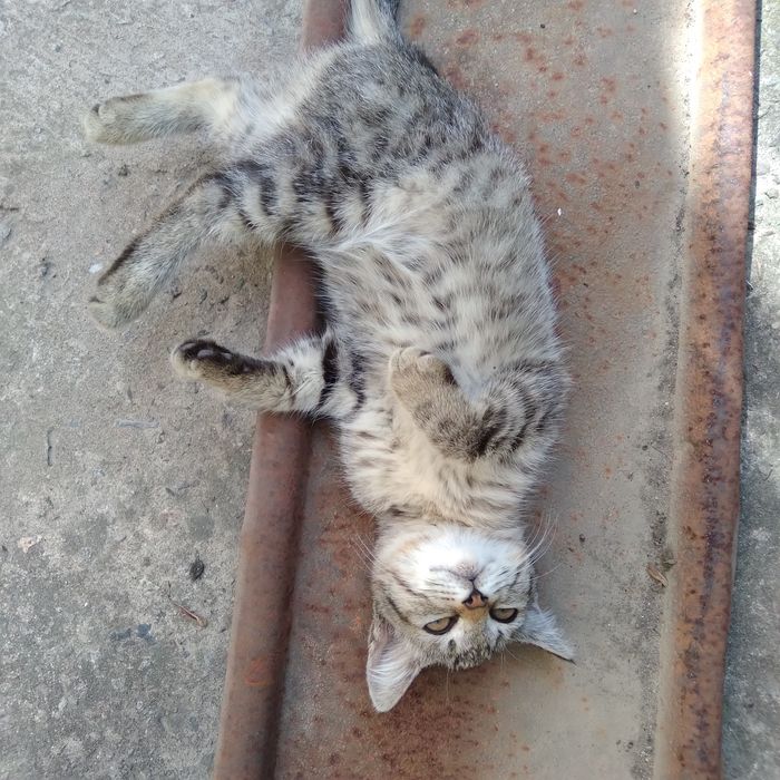 Котенок в добрые руки (мальчик)