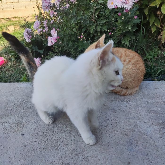 Котята бесплатно