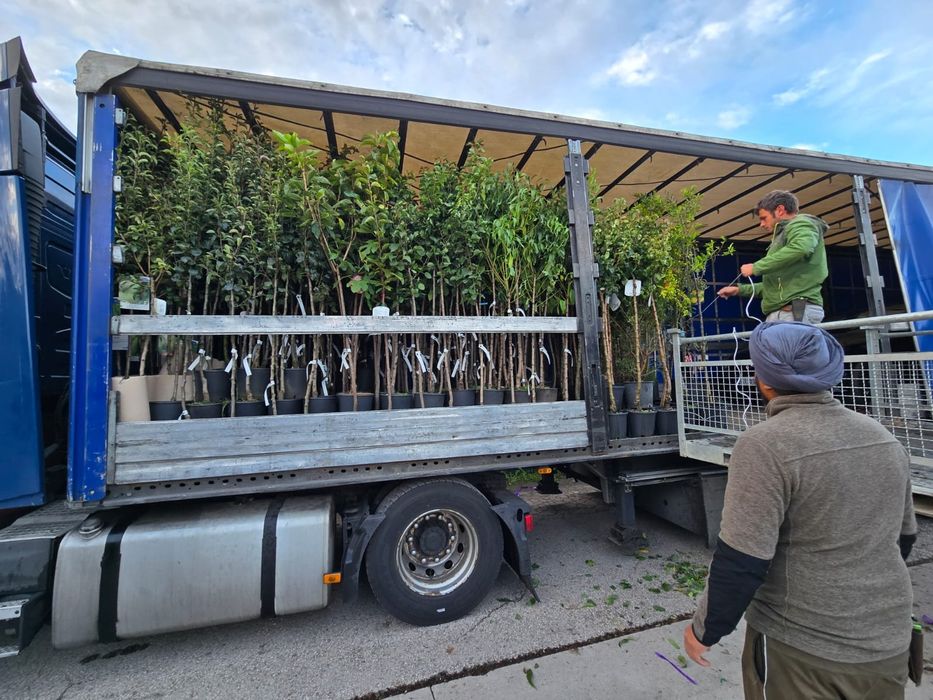 Vindem Pomi Fructiferi cal 1