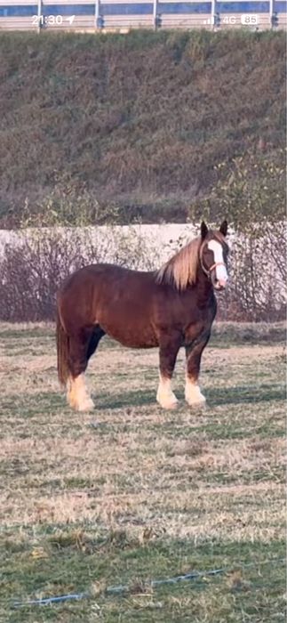 Vand iapa de 3 ani rasa breton