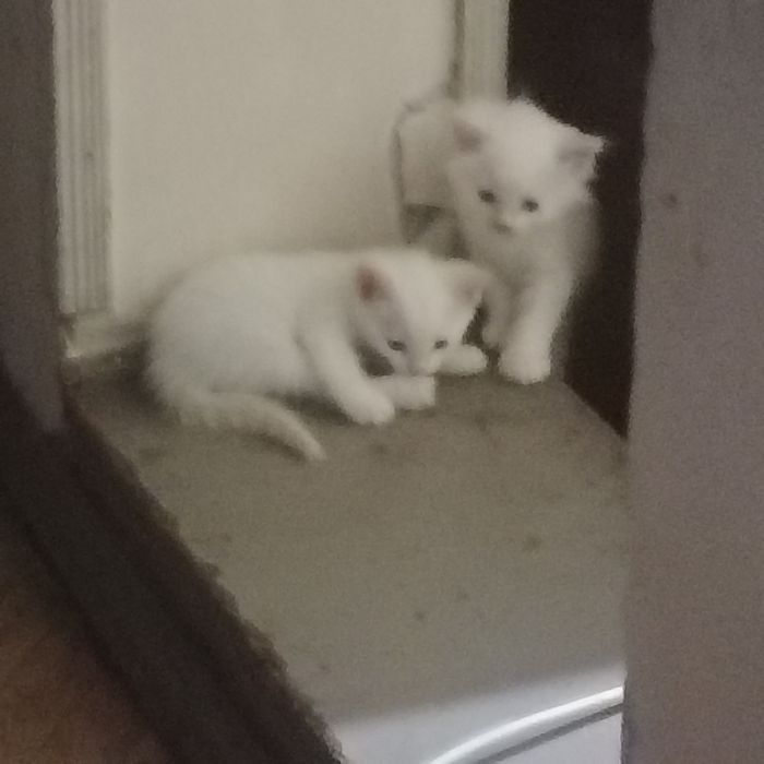 4котенка.отдаем даром