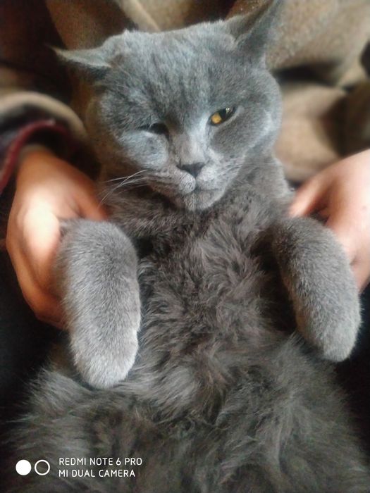 Отдам толка хорошим последний цена 55.00