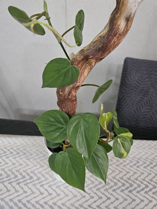 Продам комнатный цветок