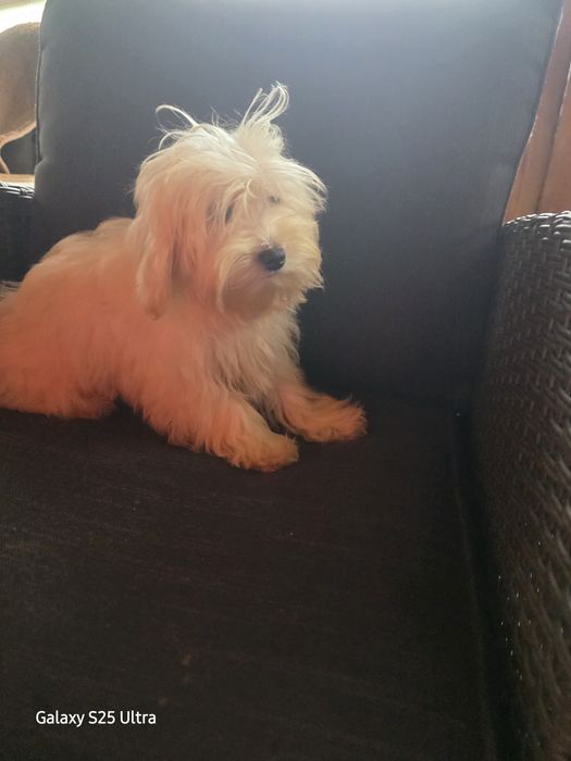 Момче и момиче малтипу