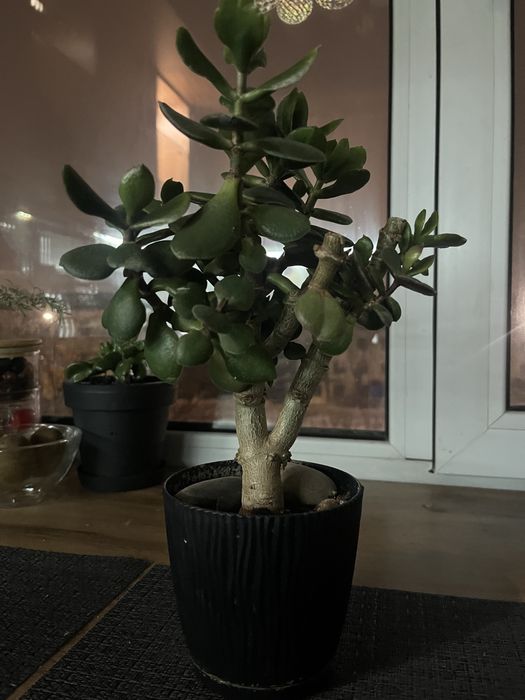 Толстянка. Комнатное растение.