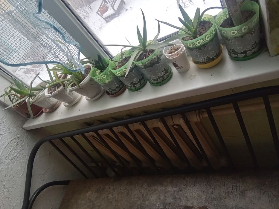 Комнатные цветы а горшках