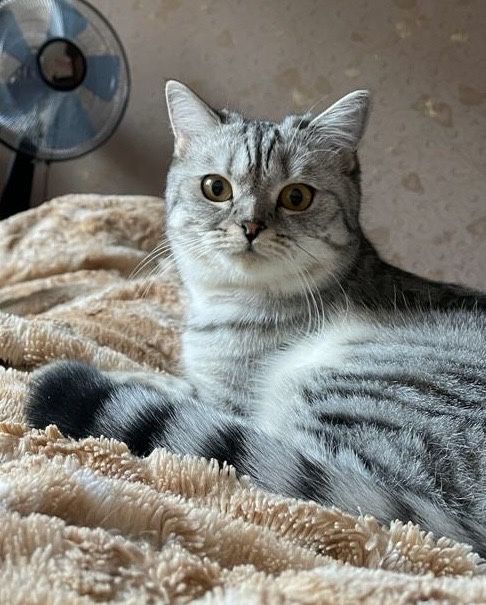 Отдам кошку бесплатно