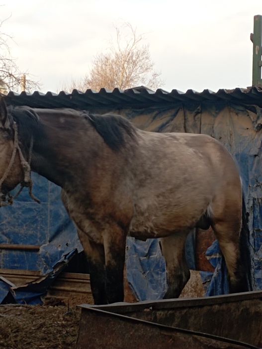 Лошадь жылкы айгыр