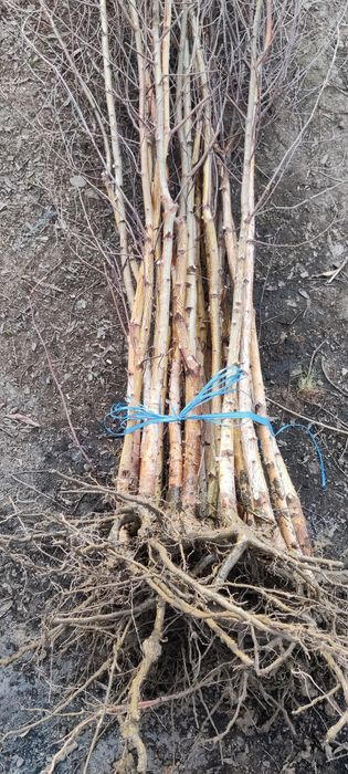 Puieți de mesteacăn înălțimea de 2 metri