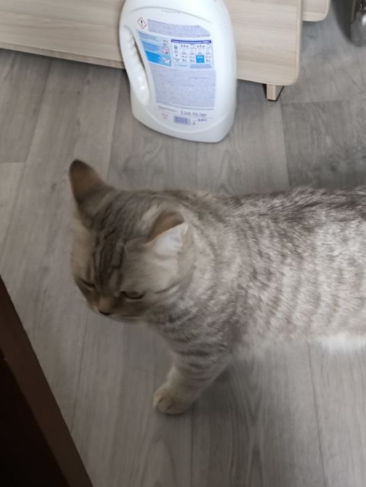 Кошка Шатланская