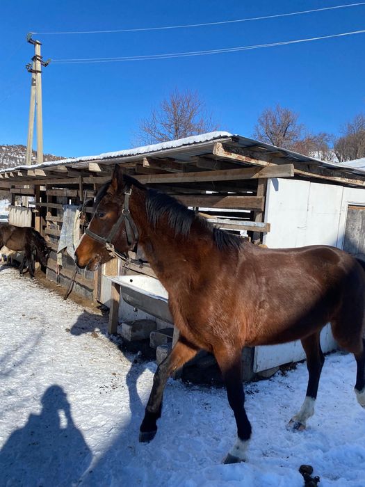 Лошадь Айгыр