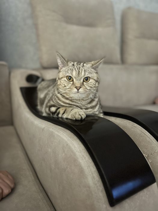 Отдам даром кошка