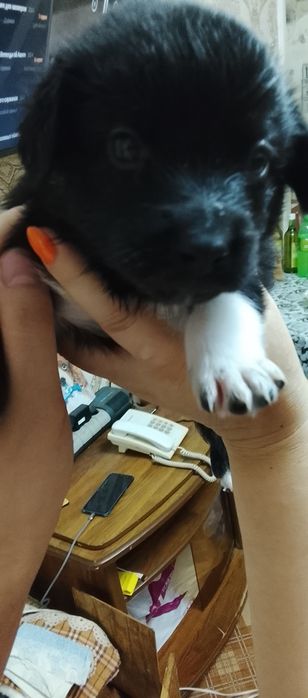 Отдаю щенков бесплатно. Две девочки и мальчик
