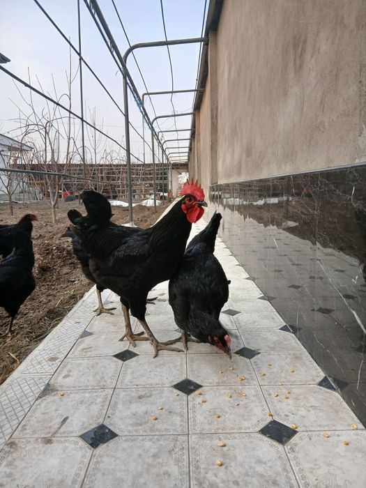 Кора шахзода тоза зот