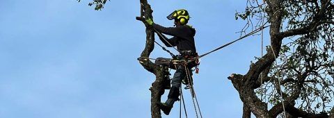 Tăiere copaci alpinist utilitar evaluare pe watap oferim factura