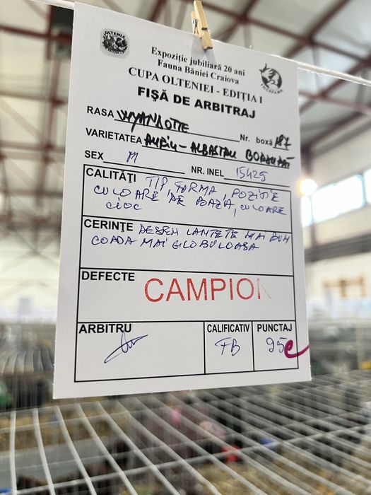 Oua Wiandotte Wyandotte albastru auriu rosu trimit prin curier campion