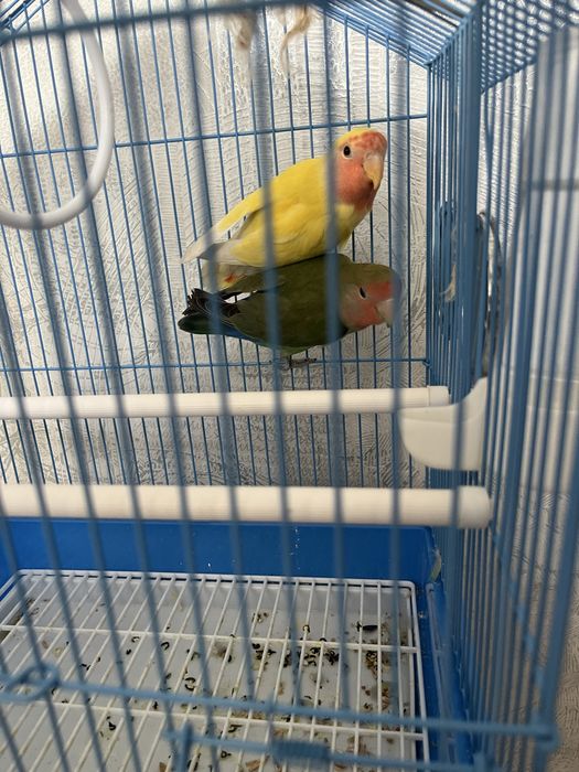 Продам попугаев. Неразлучки. Очень умные. Не шумные.