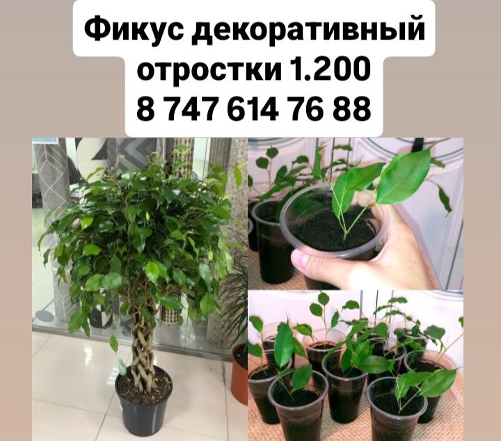 Фикус декоративный продам