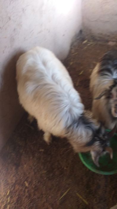 Ылаклы ешки сатылады.