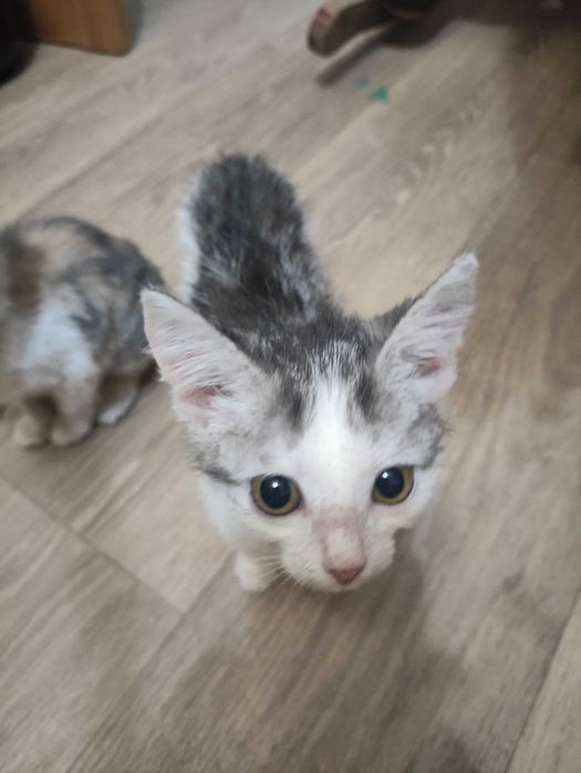 Отдадим в добрые руки котят