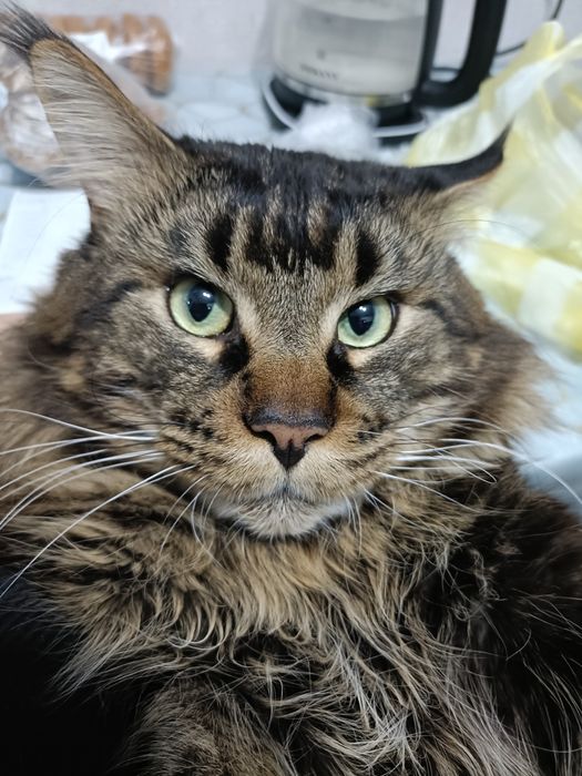 Вязка кот мейнкун