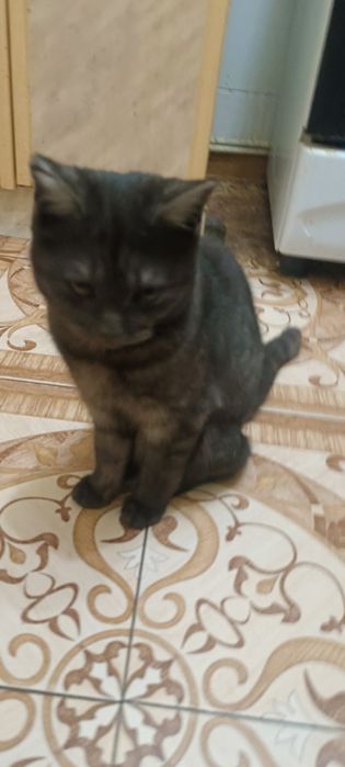 Кошечка  месяцев семь