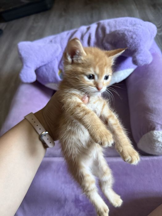 Продам котят в добрые руки