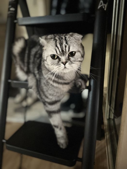 Котенок шотландец прямоухий остался один девочка