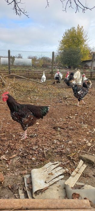 Cocos sussex portelan