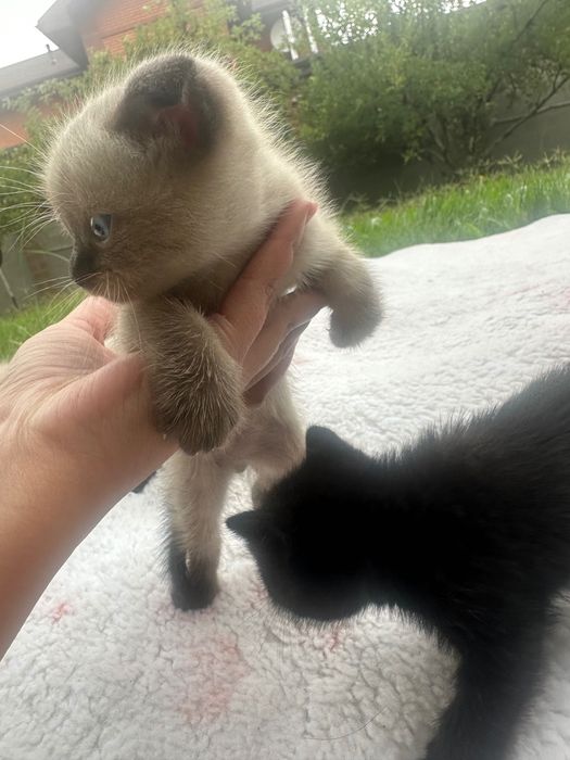 Котята Шотландские вислоухие