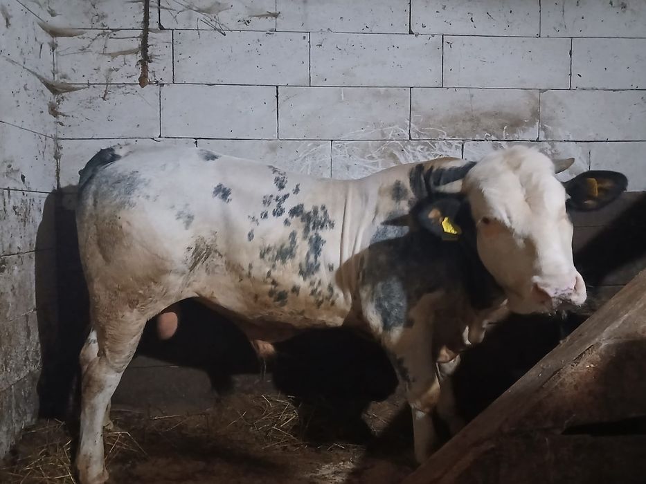 De vânzare taur belgian 550 kg vârsta 1 an și o luna