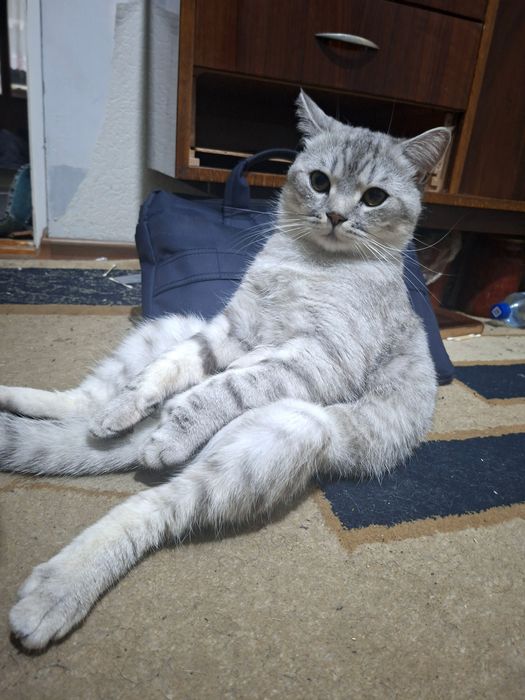 Britanskiy shinshilla (Toshkent shahri)