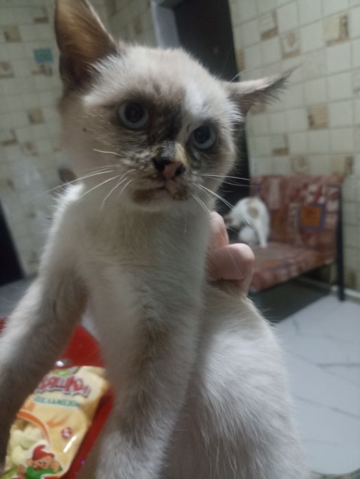 Отдам  милых котят