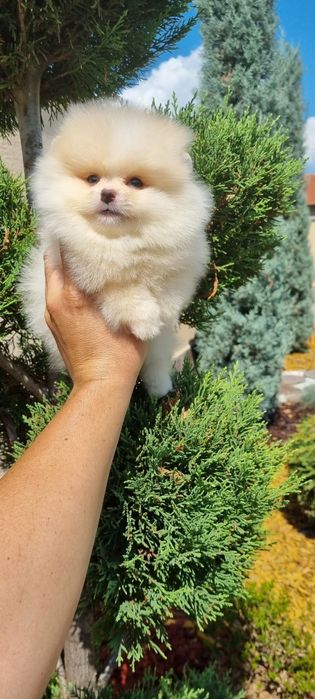 Померанче  померан