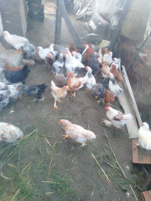 Pui de țară și cocos