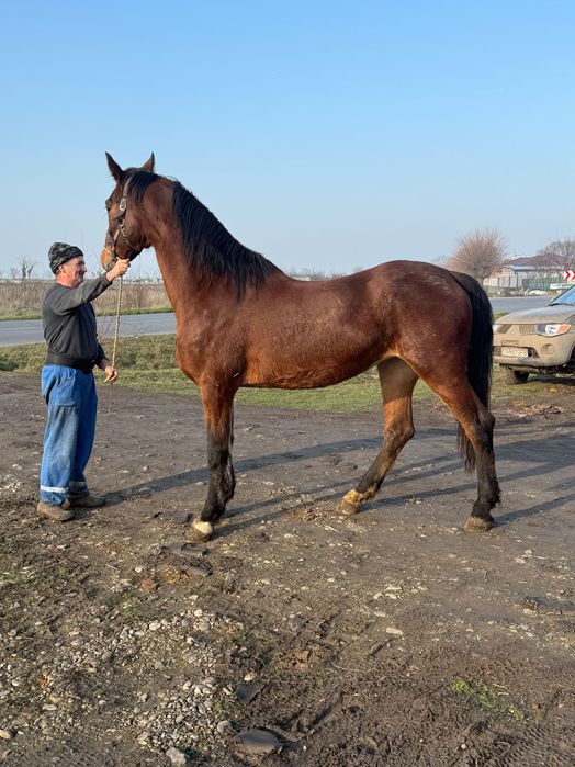 Iapă Kwpn vârstă 2.5 ani