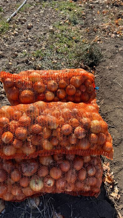 Ceapa toamna recolta noua ambalata la plase 10 kg