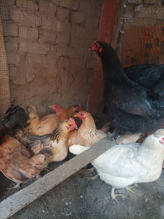 Tovuq xo'rozla sotiladi