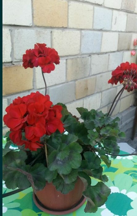 Продам герани, пеларгонии