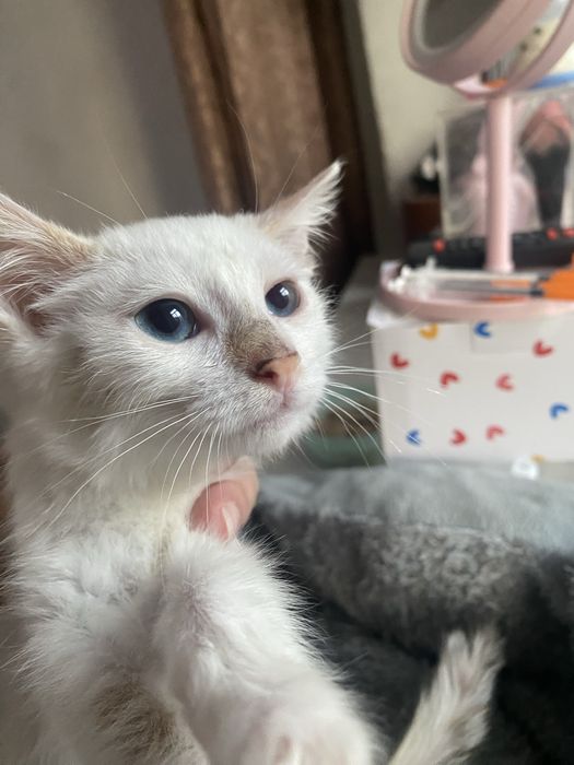 Котенок девочка 2.5