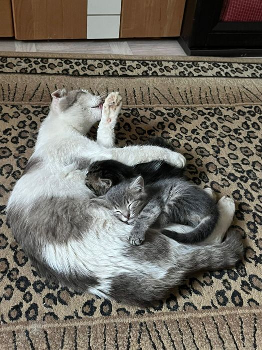Отдам котёнка девочка