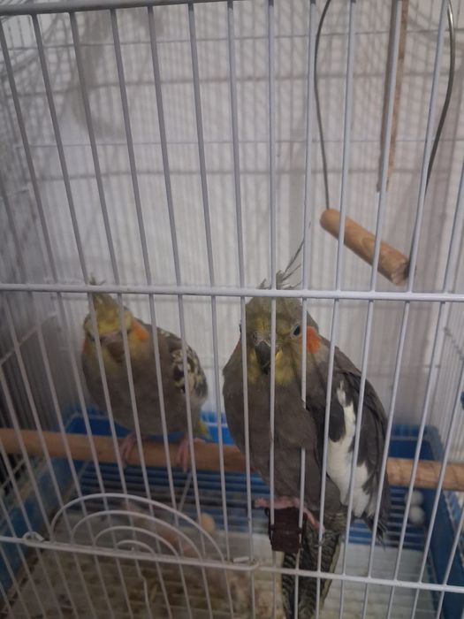 Vand papagali urgent 500 lei cu tot cu cusca .