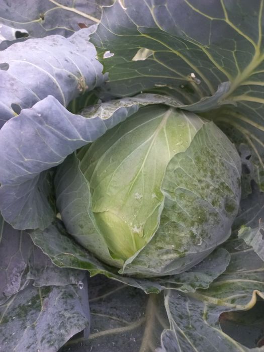 Vand varza de toamna