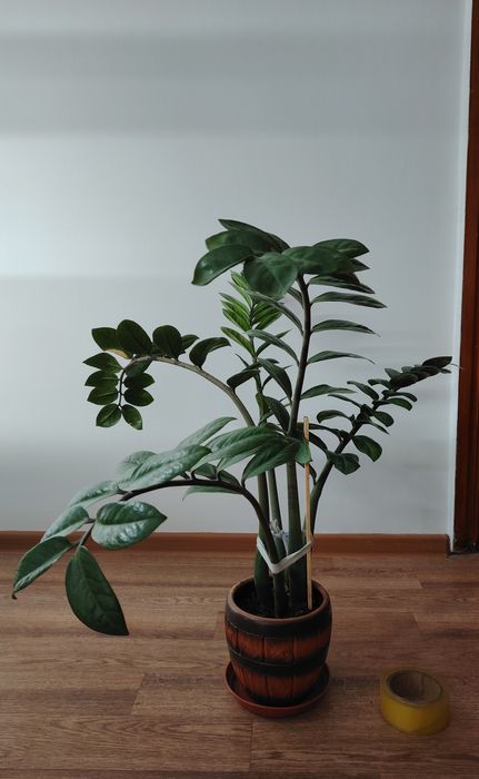 Продам долларовое дерево