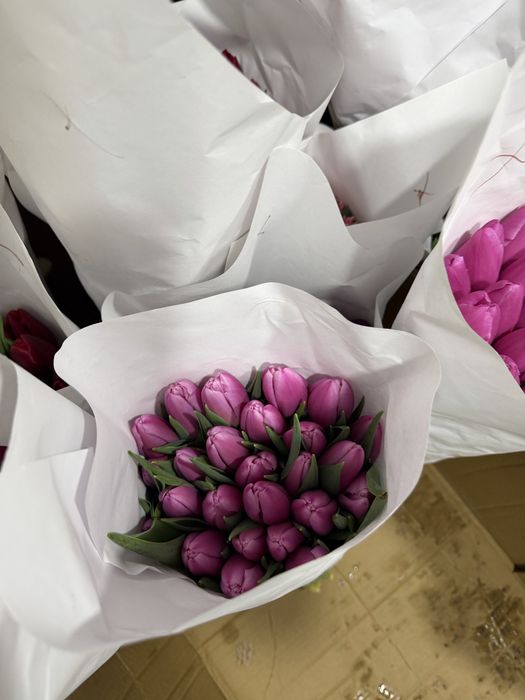 Lolo Тюльпаны оптом