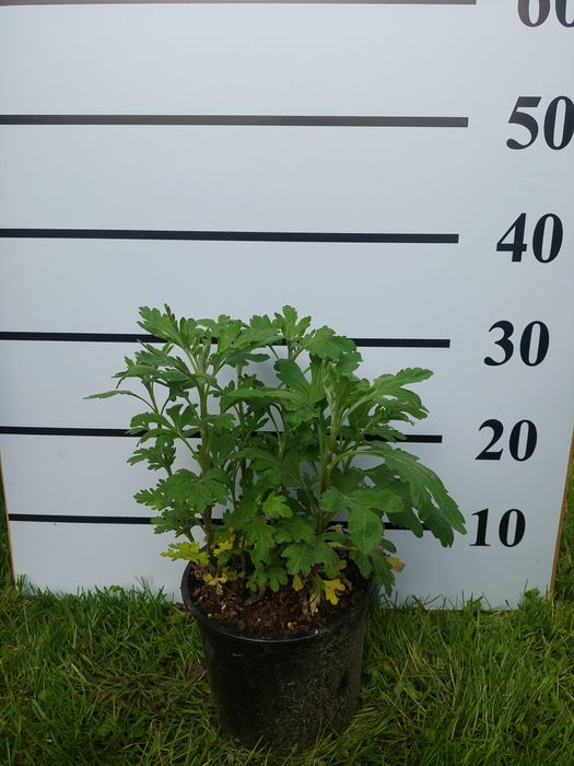 Хризантемы кустовые бордюрные