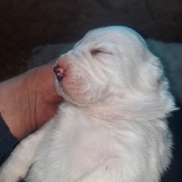 Резерв на щенков САО алабай