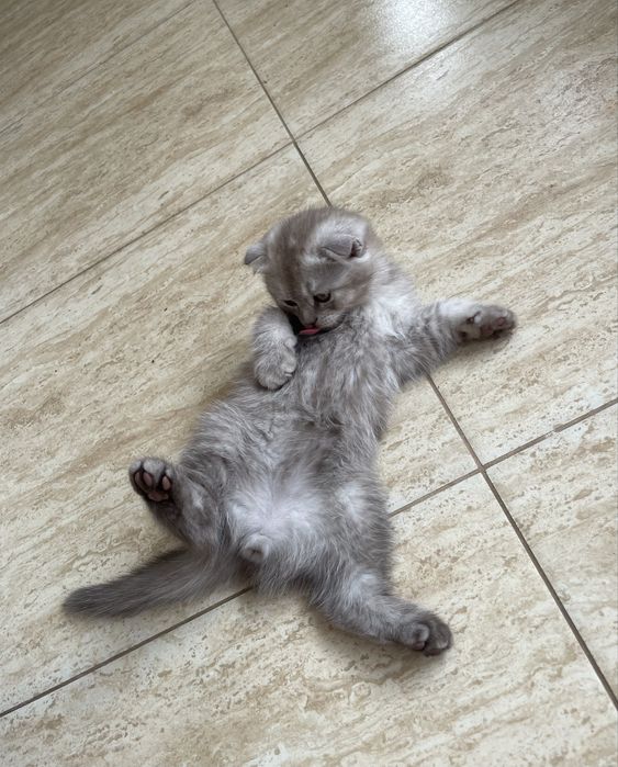 scottish fold baiat
